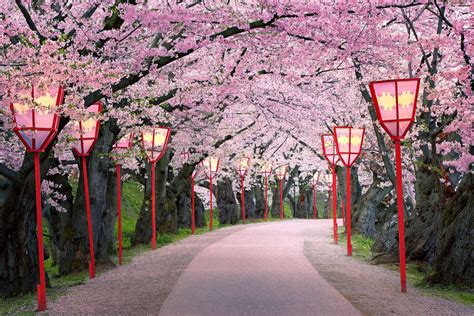 Path into spring | Japanese cherry blossom, Sidewalk paint, Sidewalk