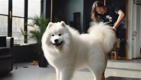 Samoyed Loses Immense Amount of Fur During Grooming Session in Viral ...