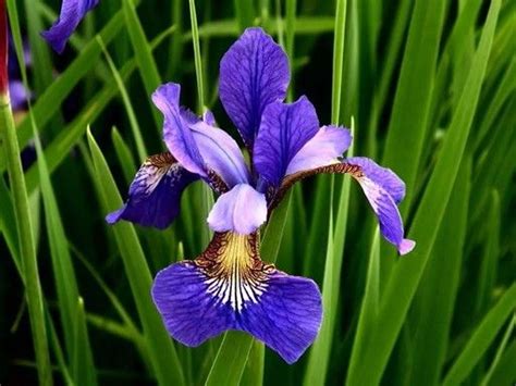 Floare de iris! | Purple garden, Iris flowers, Beautiful blooms