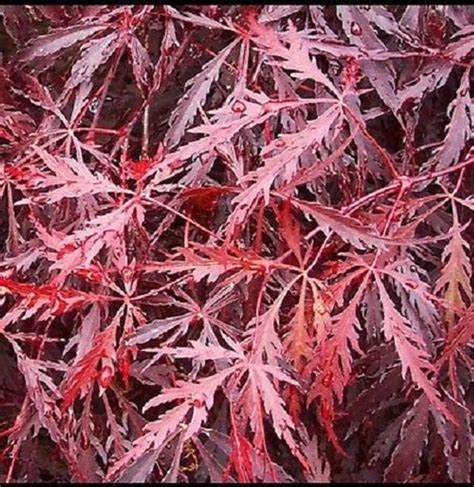 Tamukeyama Weeping Laceleaf Japanese Maple Live Plant | Etsy | Japanese maple tree, Acer ...