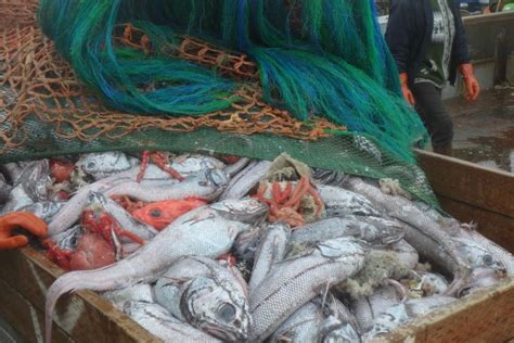 AK Bycatch Advisory Council sets first public meeting