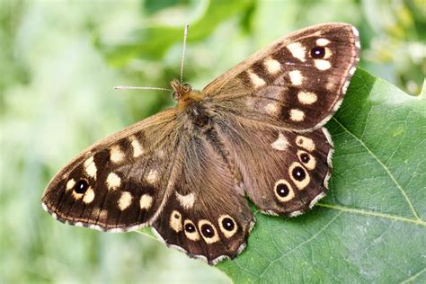 Climate change 'threatens Britain’s rarest butterflies'