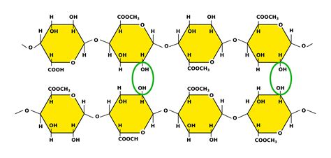 Pectin Structure