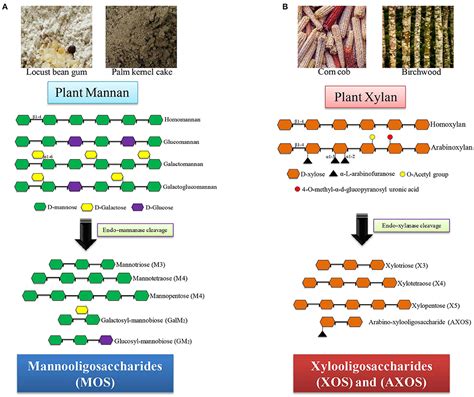 Frontiers | Hemicellulose-Derived Oligosaccharides: Emerging Prebiotics in Disease Alleviation