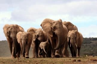 Conservationists track war-surviving wildlife in South Sudan | 89.3 KPCC