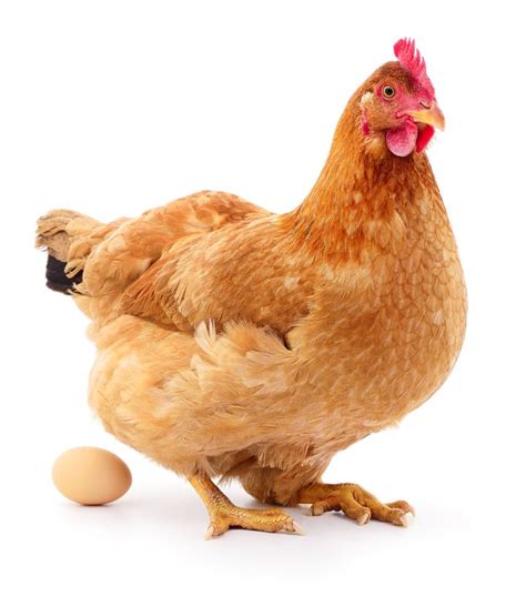 Here's What Farms Do To Hens Who Are Too Old To Lay Eggs | HuffPost Canada Food & Drink