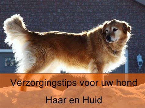 Verzorgingstips voor uw hond - haren en huid