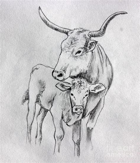 Longhorn Cattle Drawing