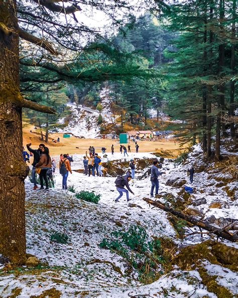 Trekking in Mussoorie - Tree Of Life