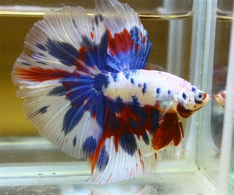 Beautiful Betta - MARBLE HALF MOON (HM) MALE | Betta fish types, Betta fish, Betta