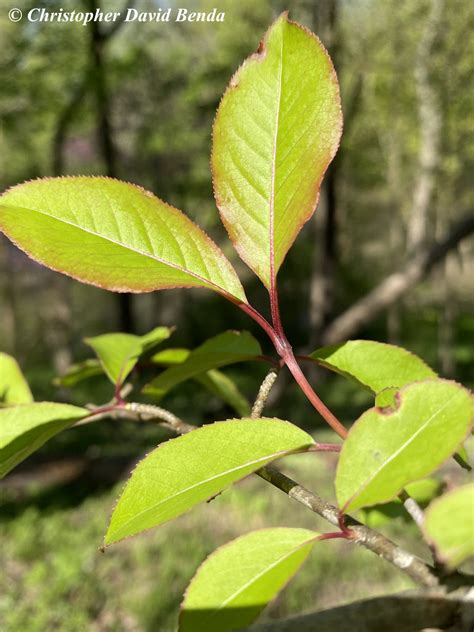 Viburnum Leaves