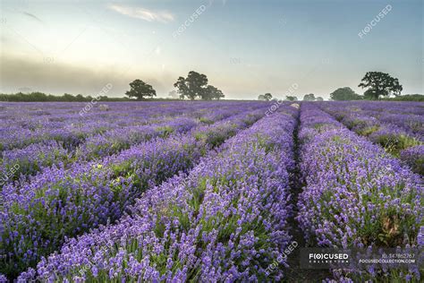 Landscape over lavender field — english, trees - Stock Photo | #147862767