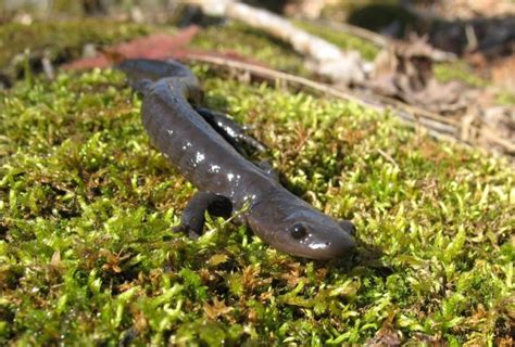 Saving the salamanders: Spring road closures help these critters ...