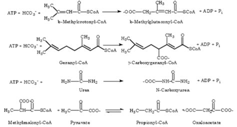 Solved: Understanding enzyme mechanisms related to pyruvate carbox ...