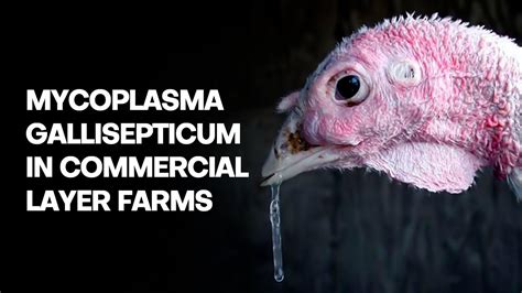 Mycoplasma gallisepticum in Commercial Layer Farms - YouTube