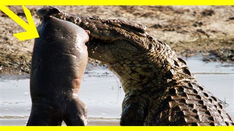 Most Amazing Animal Attacks || Hippo Vs Crocodile Fighting at the Water - YouTube