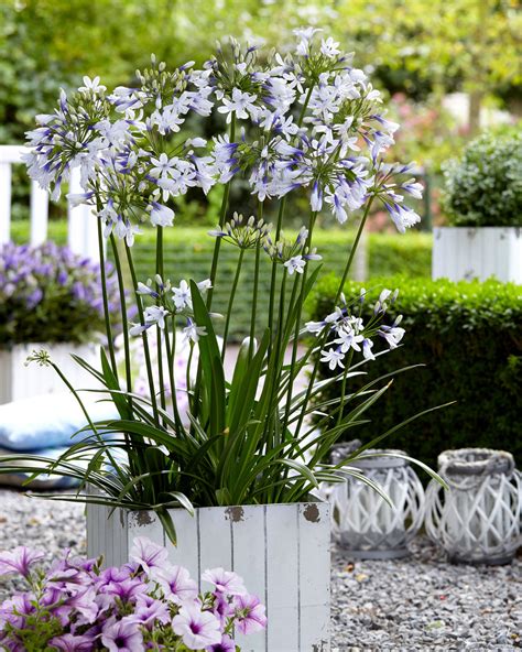 Agapanthus 'Twister' bare roots — Buy bi-coloured Agapanthus online at Farmer Gracy UK