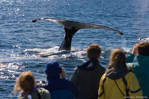 Here’s What You Need to Know About Depoe Bay Whale Watching | Meredith Lodging