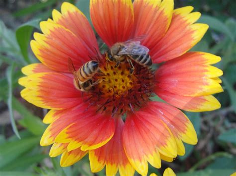 Central Florida Gardener: A Pollinator Garden