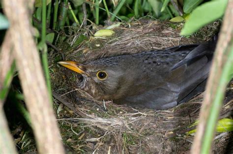 Blackbirds nesting in my garden - Wildlife in a Suburban Garden American Robin, Common Birds ...