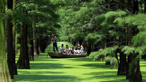 Rowing through China's forest above water - CGTN