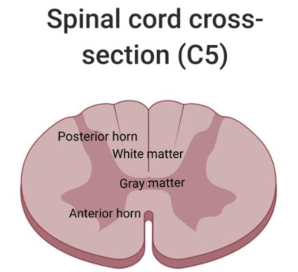 Spinal Cord Horns