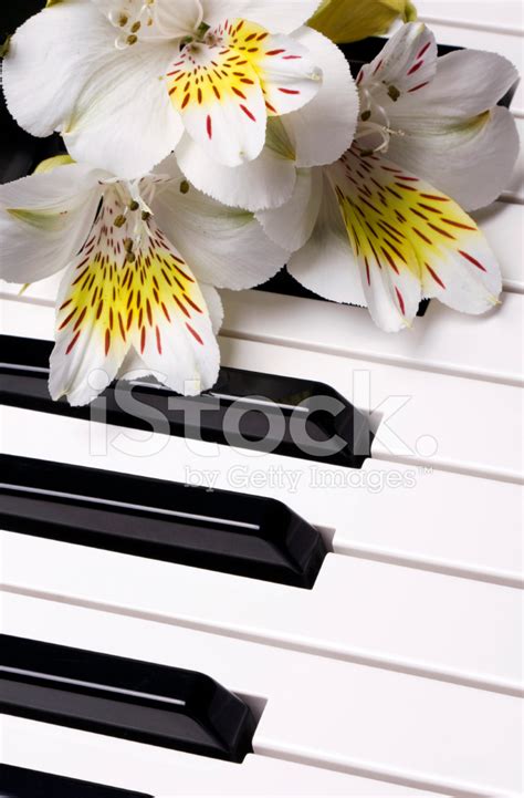 Piano And Flowers Stock Photo | Royalty-Free | FreeImages