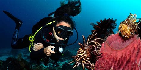 Cebu-Diving - 7 Seas Dive Center Cebu