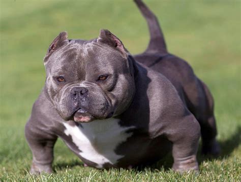 American Bully Micro Bully Exotic Pocket Extreme - MICRO BULLY