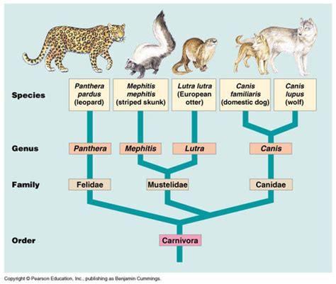 Biodiversity and classification Flashcards | Quizlet