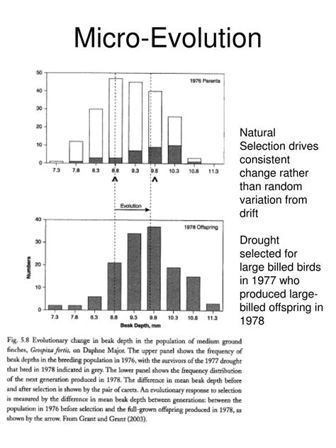 PPT - Micro to Macro Evolution PowerPoint Presentation, free download - ID:571455