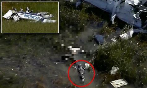 An alligator was spotted by a news crew in a helicopter next to the wreckage of a small airplane ...