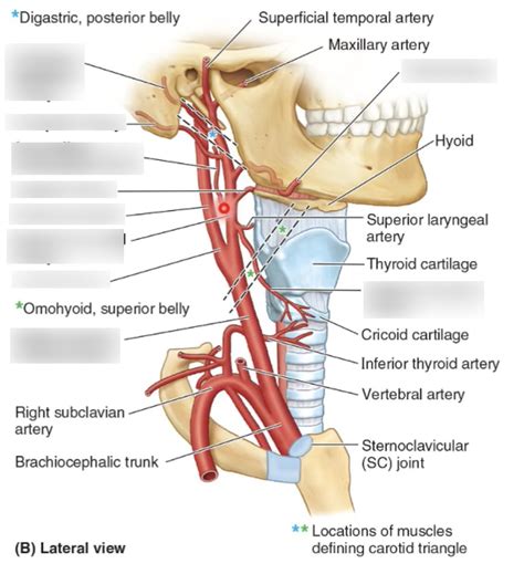 Anatomy of the neck (Blood vessels) Diagram | Quizlet