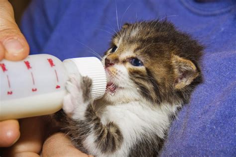 Cuccioli Sfondi Gattini Teneri | ArtSfondi