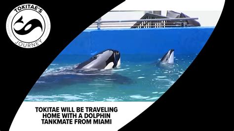 Who has Tokitae tanked with at the Miami Seaquarium? | king5.com