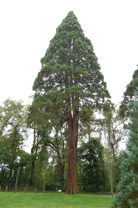 File:Sequoiadendron giganteum Giant Sequoia Tyler Arboretum 2000px.jpg - Wikipedia