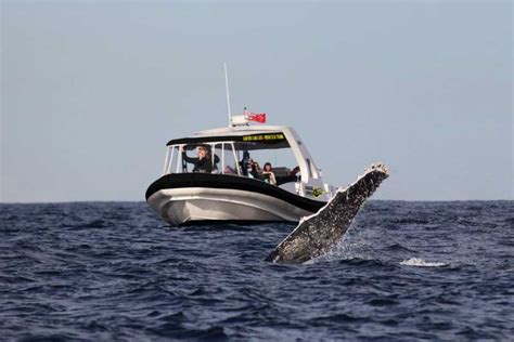 Mooloolaba: Whale Watching Cruise | GetYourGuide