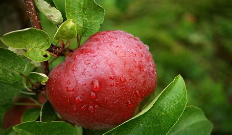 Buy New harvests of red apple trees + Great Price - Arad Branding