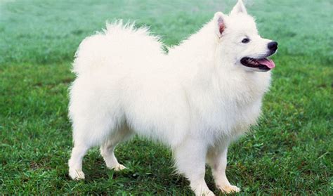 American Eskimo Breed Information - Vetstreet | Vetstreet