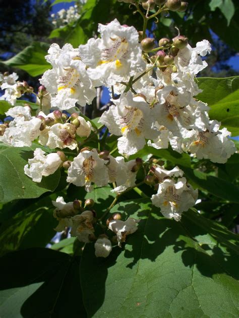 Flowers on my catawba tree. | Flores