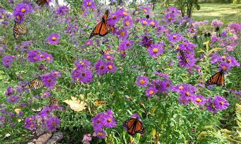 Butterfly Garden (4) | A pretty day at the Butterfly Garden … | Flickr