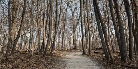 Swan Creek Big Woods Trail | Metroparks Toledo