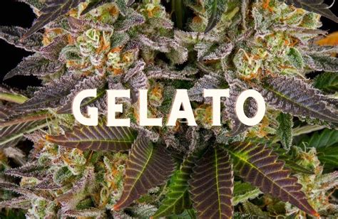 History, Taste and Effects of the Gelato Cannabis Strain!