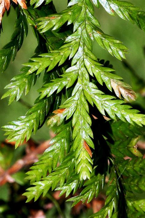 Botany word of the day : Imbricate: Overlapping like roof tiles or fish ...