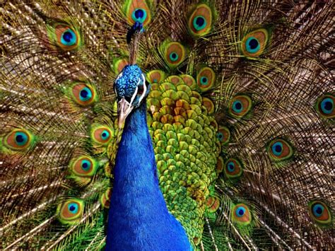 What Does It Mean When A Peacock Spreads His Feathers