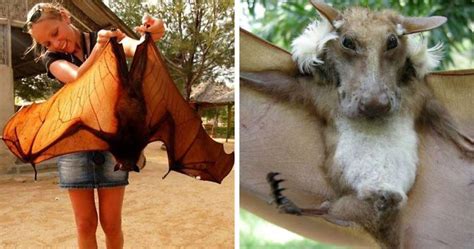 30 Species Of Bats That Look Too Bizarre To Be Considered Bats | Bored ...