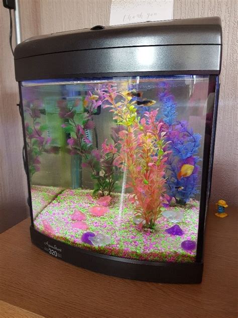 Cold water fish tank | in Newcastle-under-Lyme, Staffordshire | Gumtree