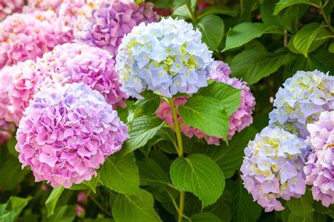 Change Color Of Hydrangea Bush: How To Make Hydrangea Change Color