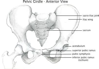 Superior Pubic Ramus Fracture