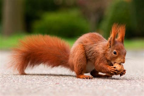 Eichhörnchen bilder, Europäisches eichhörnchen, Eichhörnchen